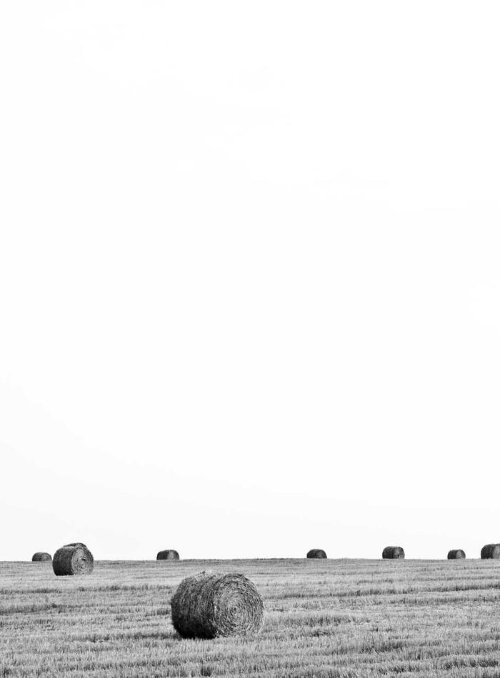 Hay bales spread across a harvested field